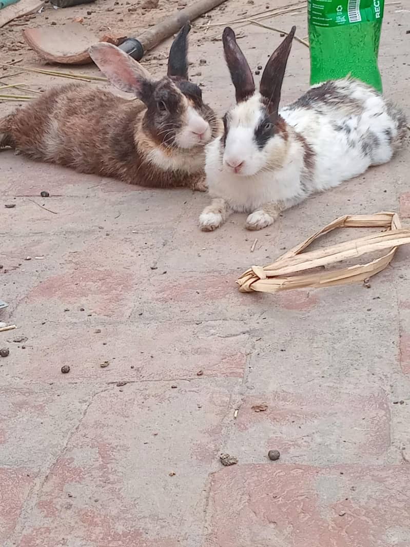 Breeder pair 2