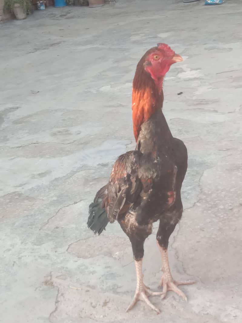 aseel sindhi patha 0
