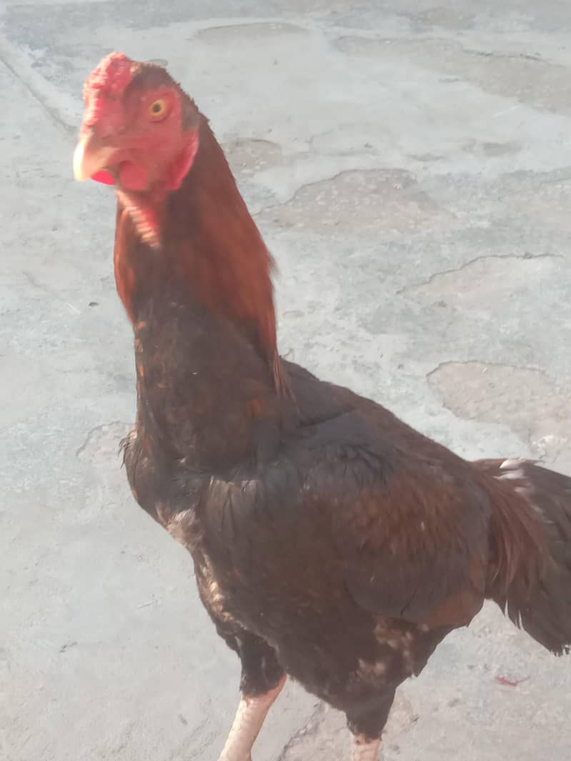 aseel sindhi patha 1