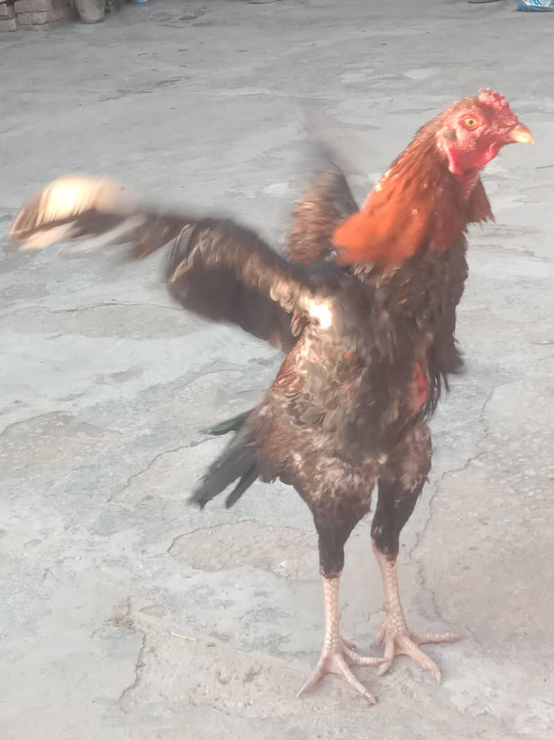 aseel sindhi patha 2