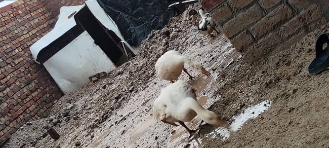 2 female hai 13 month ki hain
