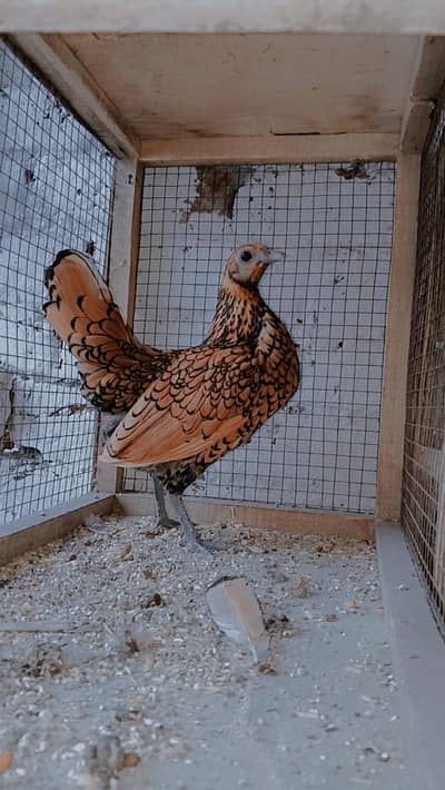Golden Sebright Hen