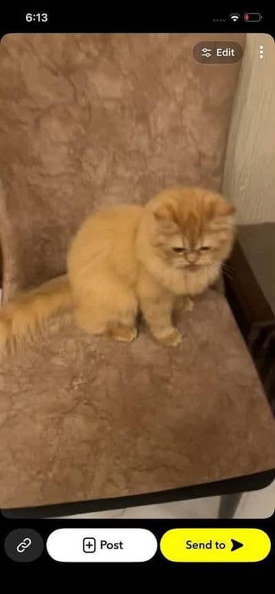 Persian cat fully vaccinated and trained. price is negotiable.