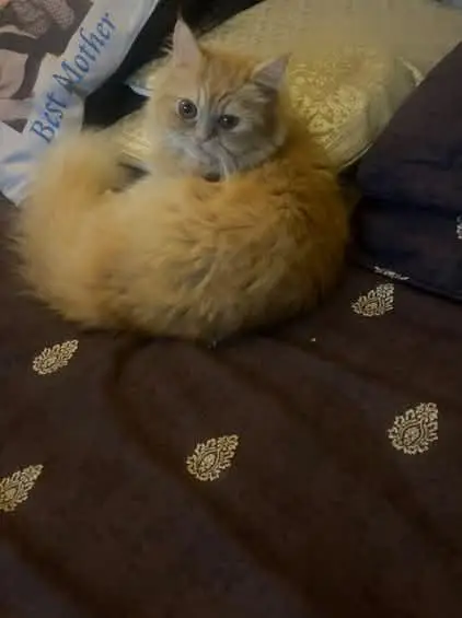 Persian cat fully vaccinated and trained. price is negotiable. — photo 2