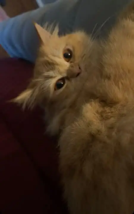 Persian cat fully vaccinated and trained. price is negotiable. — photo 3