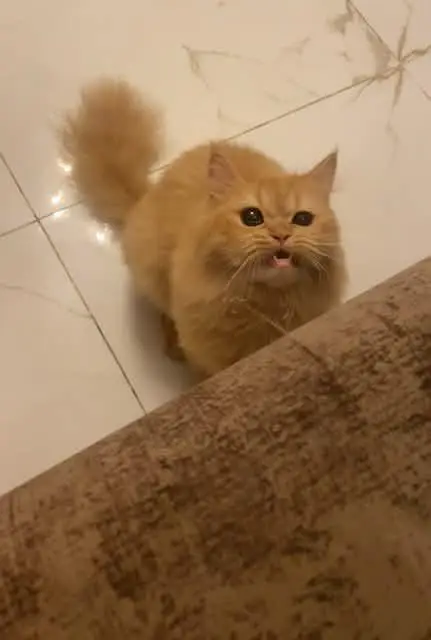 Persian cat fully vaccinated and trained. price is negotiable. — photo 4
