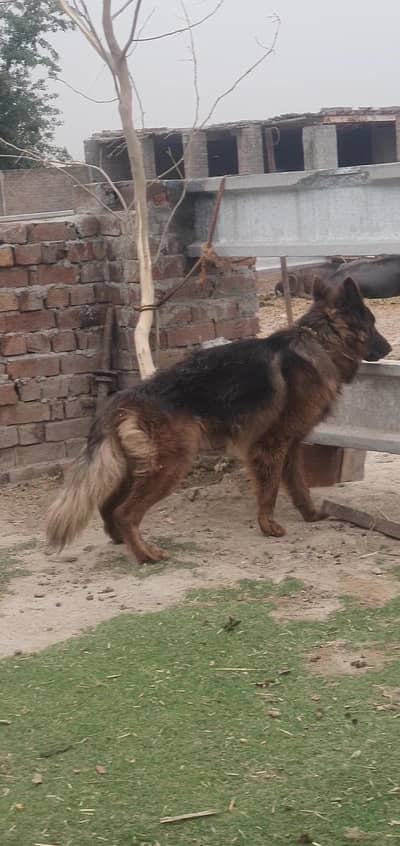 German shepherd