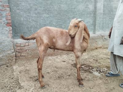 Beautiful 2027 ki qurbani ky liye