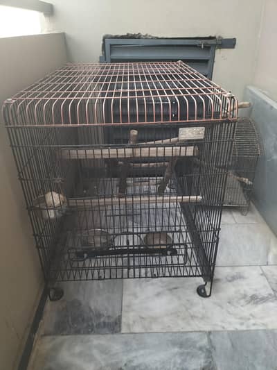 Birds Cage