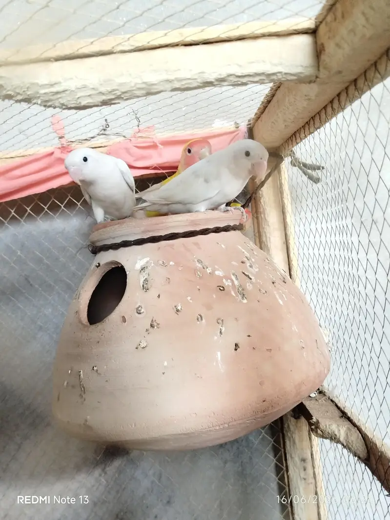Adult Lovebirds Breeder Pair for Sale