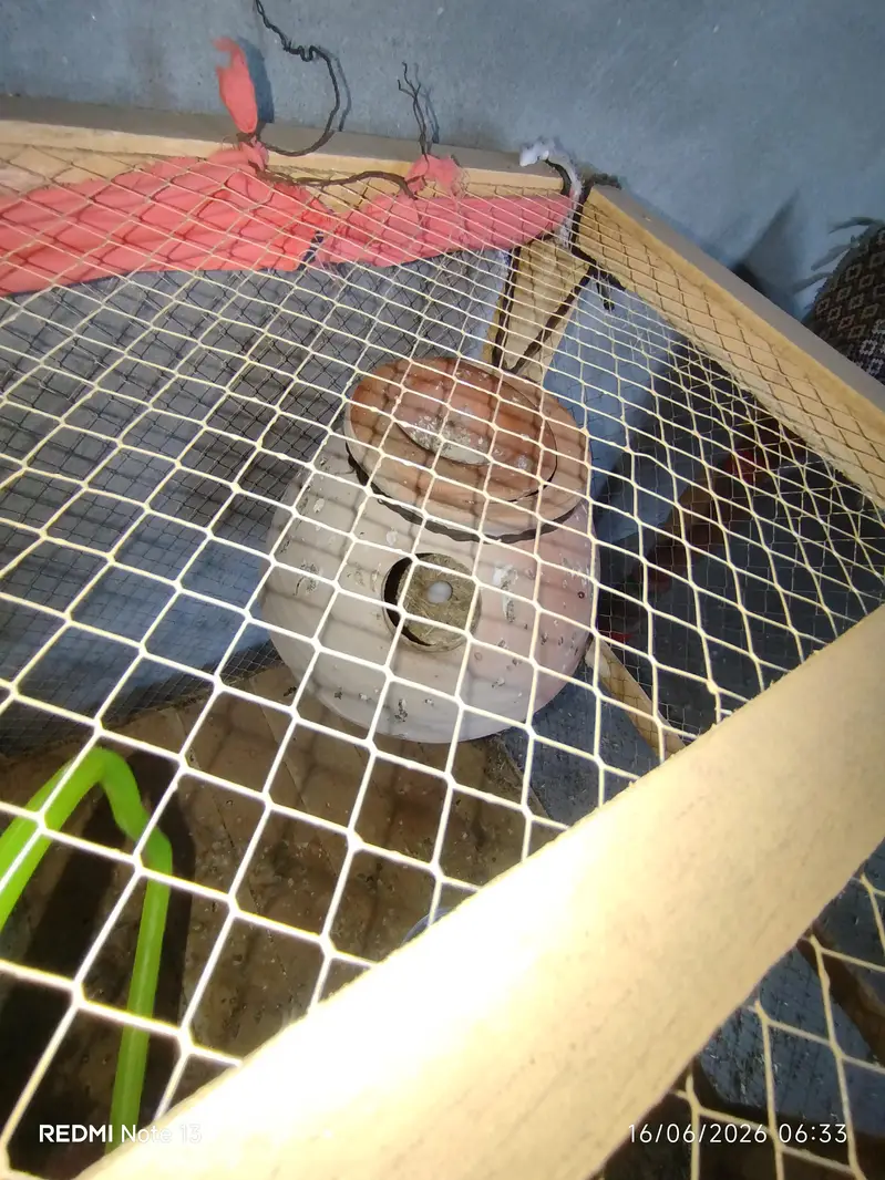 Adult Lovebirds Breeder Pair for Sale — photo 3