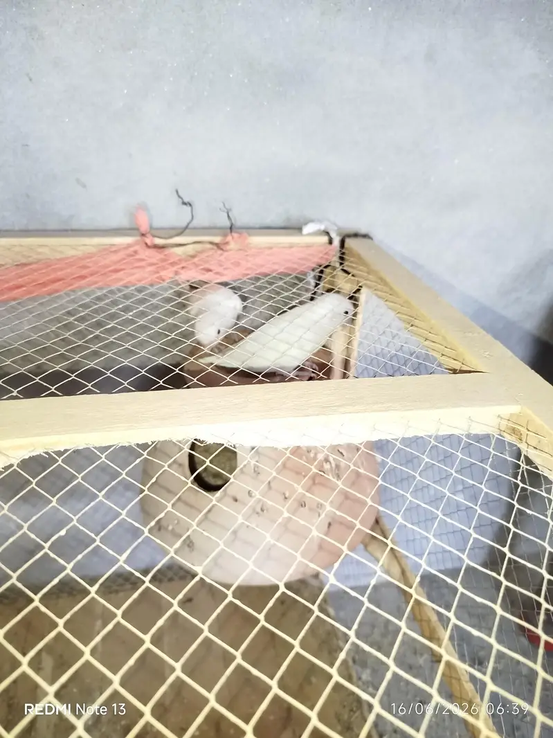 Adult Lovebirds Breeder Pair for Sale — photo 4