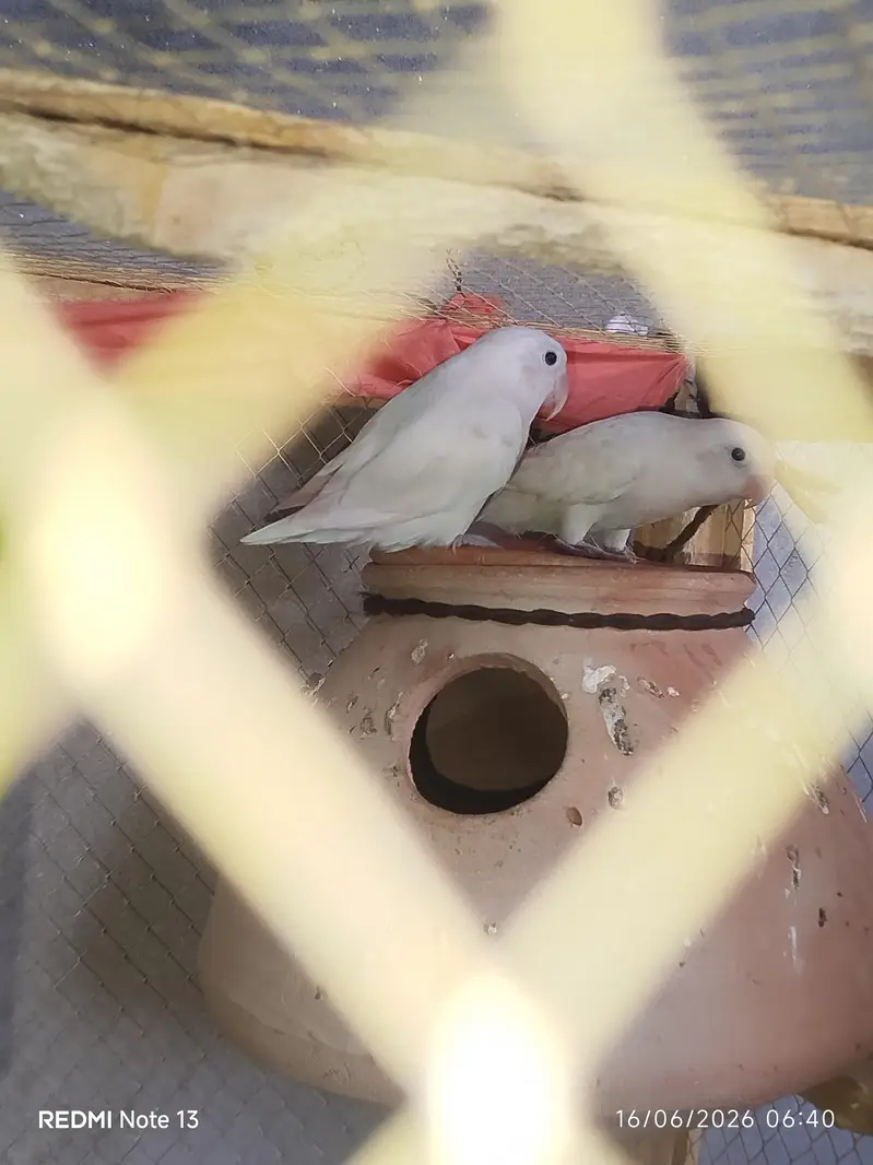 Adult Lovebirds Breeder Pair for Sale — photo 5
