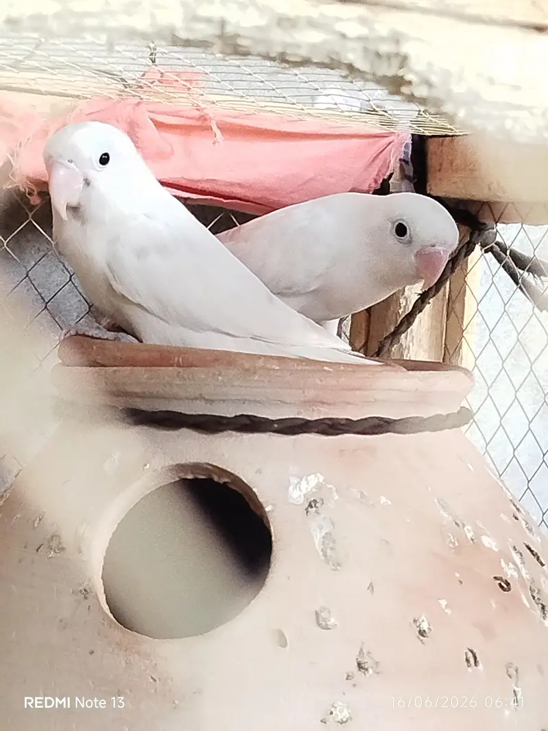 Adult Lovebirds Breeder Pair for Sale — photo 6