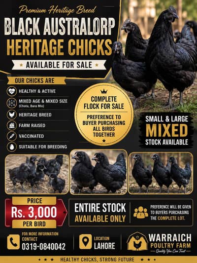 Austrlop Heritage Chick's | Chick's | Hen |