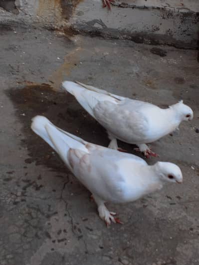 santinat pair call 03007675406