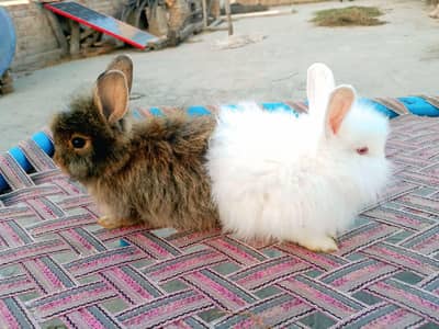 Fancy angora pair for sale 4 months