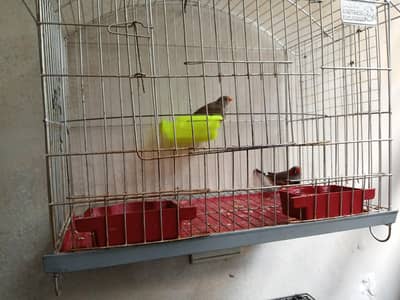 zebra finch