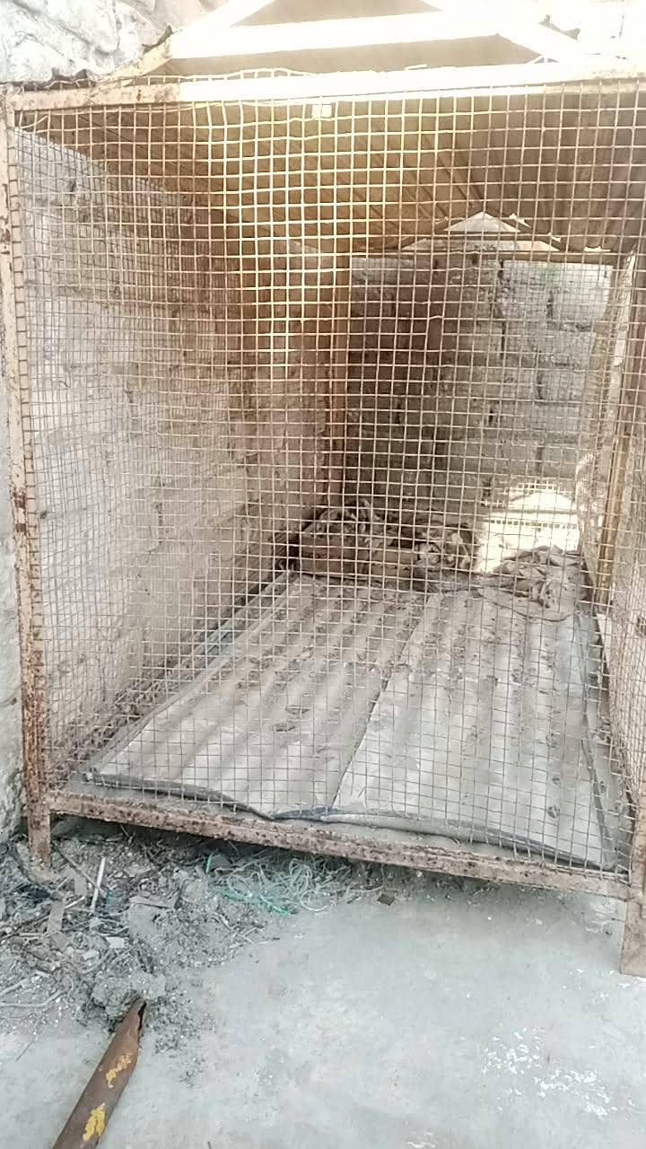 hen's cage 2