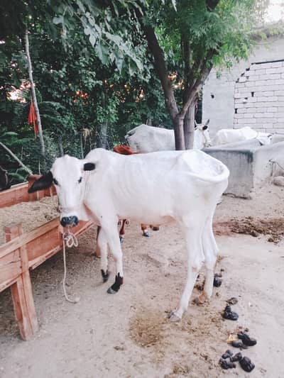 BULLS/VACHA/BULL/COW