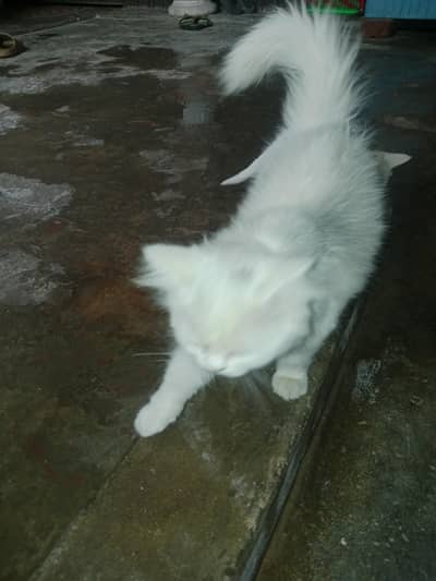 for sale