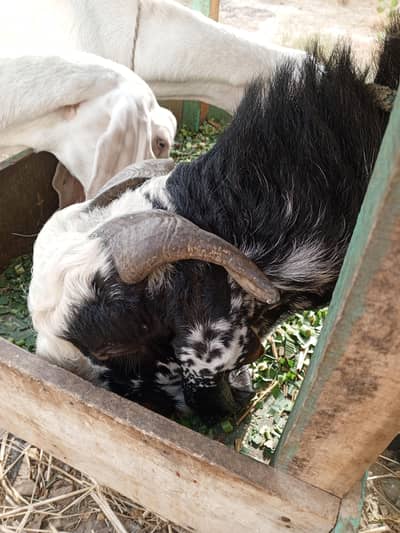 Black Makhi cheenal bakra breeder for sale