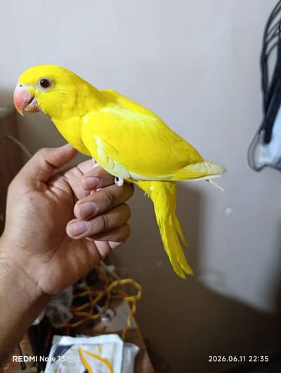 Yellow chick for sale