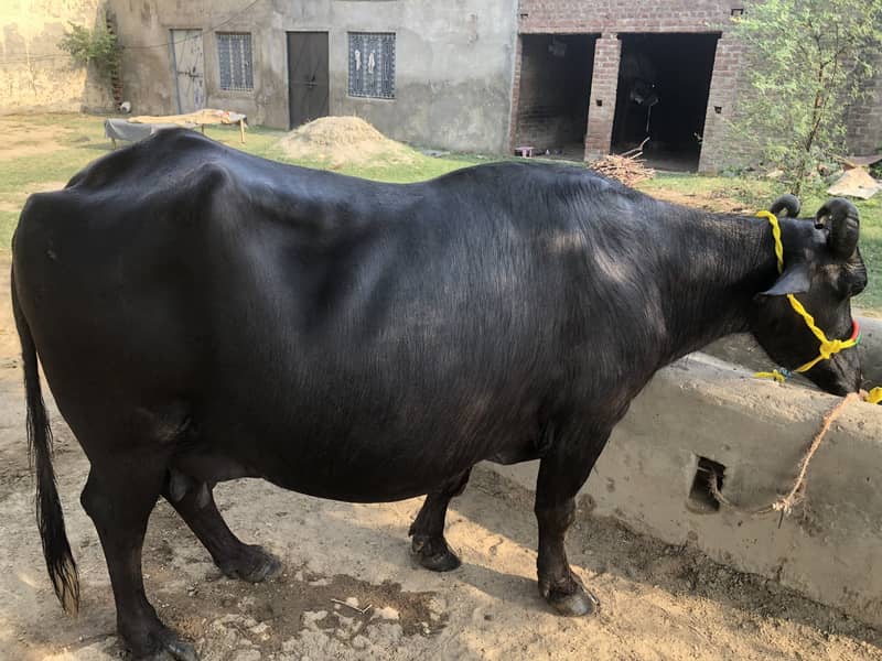 چوٹی فار سیل 3