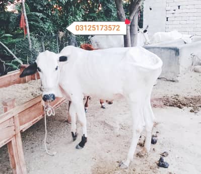 Qurbani 2027 k liey bull available 03125173572