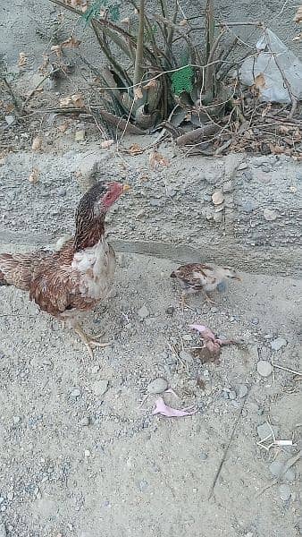 3 x Aseel hen with chicks