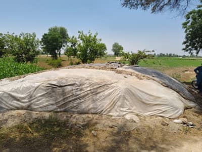 Corn Silage for sale