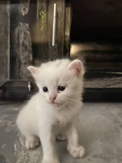 kitten 2 months