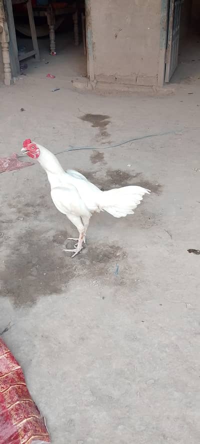 heera
