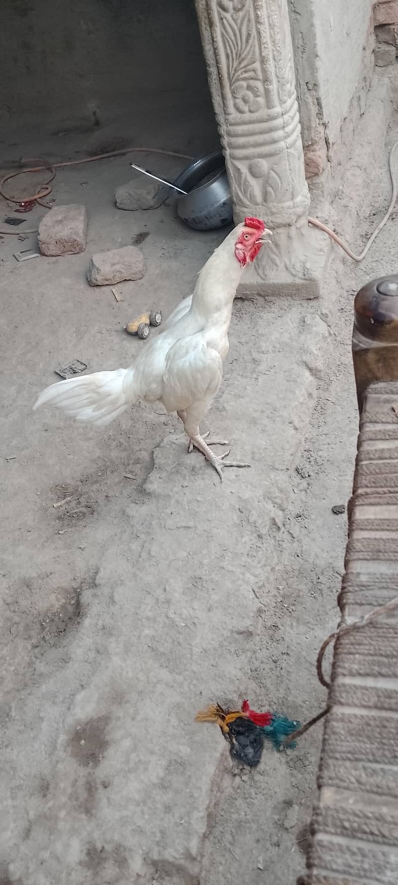 heera 1