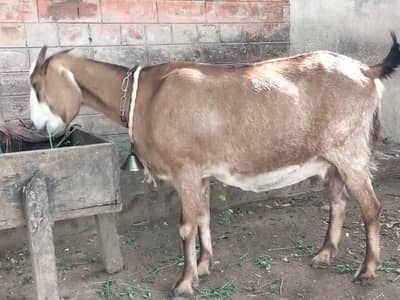 Gaban bakri 4.20 din ki 10/12 latii h sonyy m 03021736825
