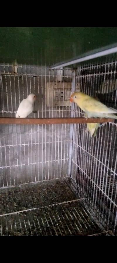 LOVE BIRDS SATUP