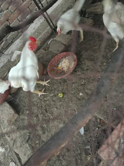 papernwhite heera aseel pstha pair