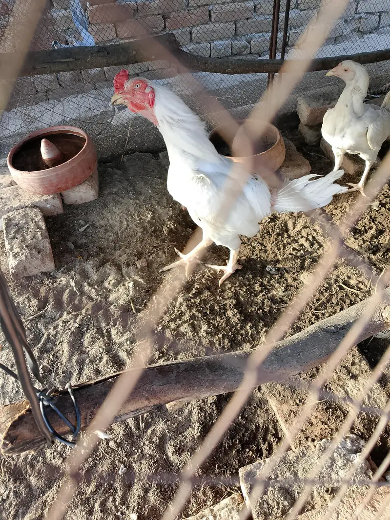 paper white heera aseel pstha pair — photo 4
