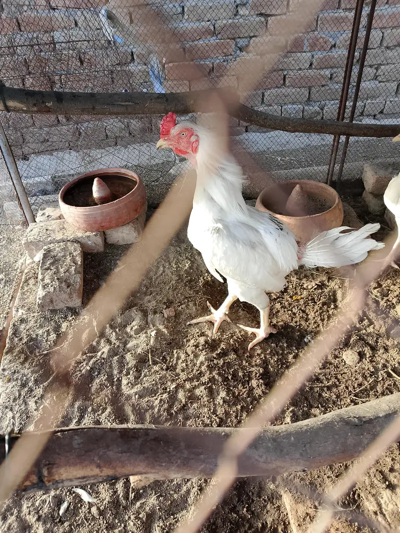 paper white heera aseel pstha pair — photo 5