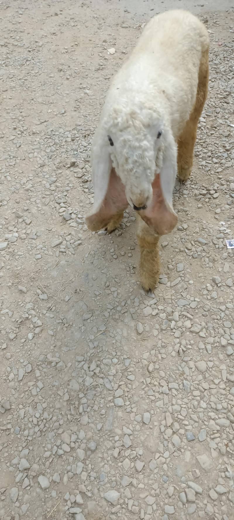kajla 8