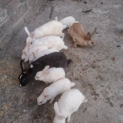 Red eyes rabbit babies for sale