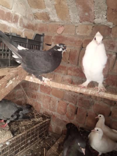 2 pair ground roller nice quality