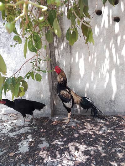 High Quality Aseel pair