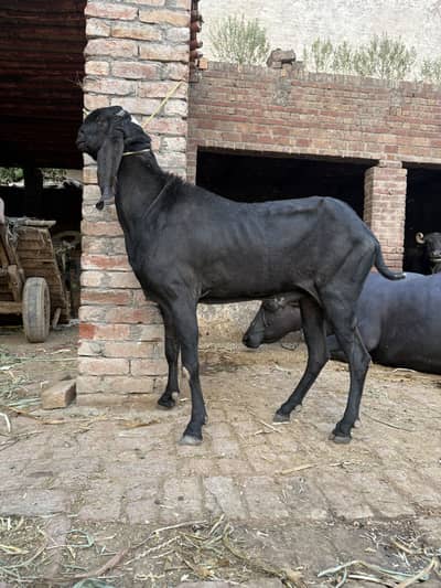 Nagra breeder male bakra