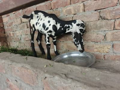 goat with baby