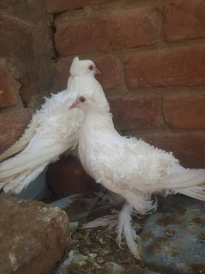 frilback pair healthy and active