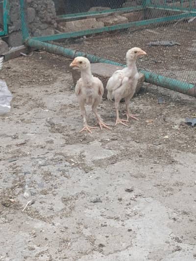 High Quality Last Pair aseel Heera chicks for sale