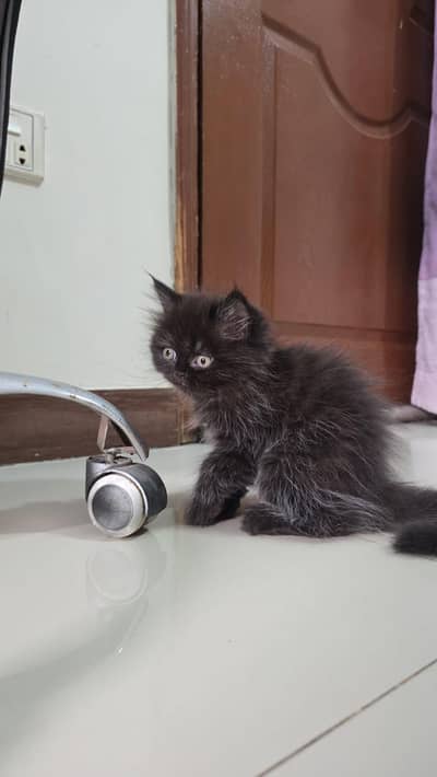 Persian cat picky face