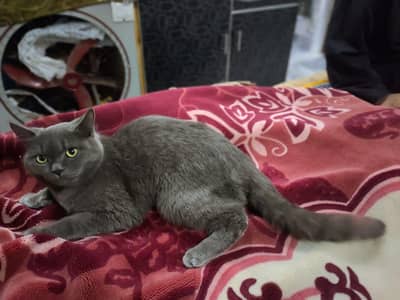 British shorthair cats and Khao manee