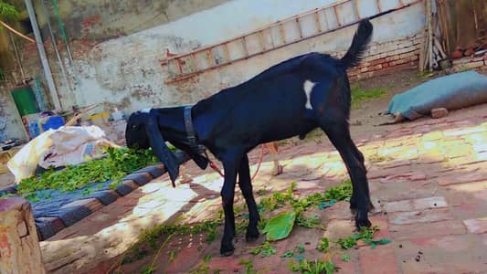 Bakra | Beetal | Amrtsari | Chatra